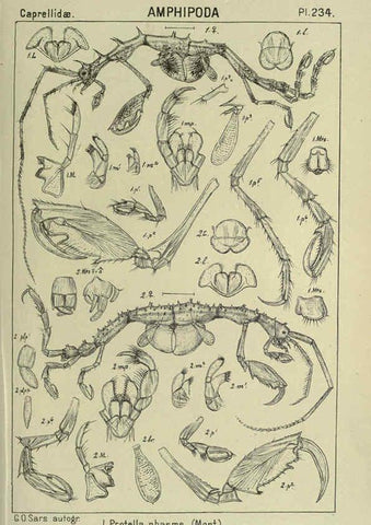 Reproducción/Reproduction 6195490916: An account of the Crustacea of Norway. v.1 Amphipoda (plates) Christiania,A. Cammermeyer,1895-1928