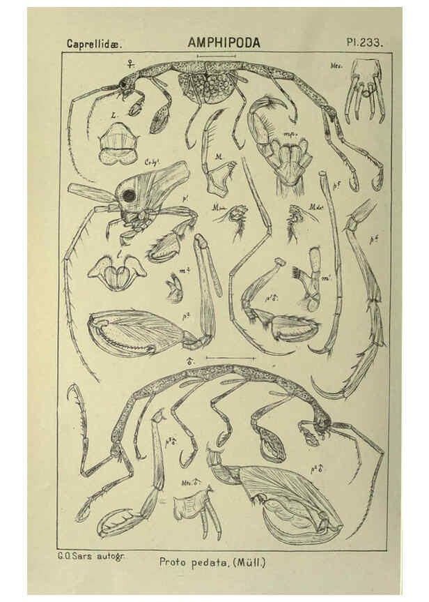 Reproducción/Reproduction 6195490642: An account of the Crustacea of Norway. v.1 Amphipoda (plates) Christiania,A. Cammermeyer,1895-1928