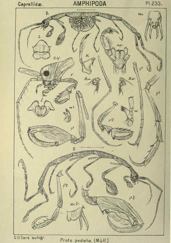 Reproducción/Reproduction 6195490642: An account of the Crustacea of Norway. v.1 Amphipoda (plates) Christiania,A. Cammermeyer,1895-1928