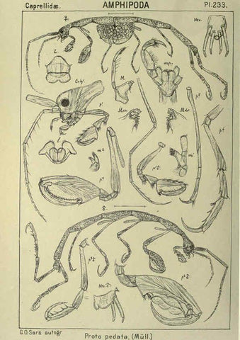 Reproducción/Reproduction 6195490642: An account of the Crustacea of Norway. v.1 Amphipoda (plates) Christiania,A. Cammermeyer,1895-1928