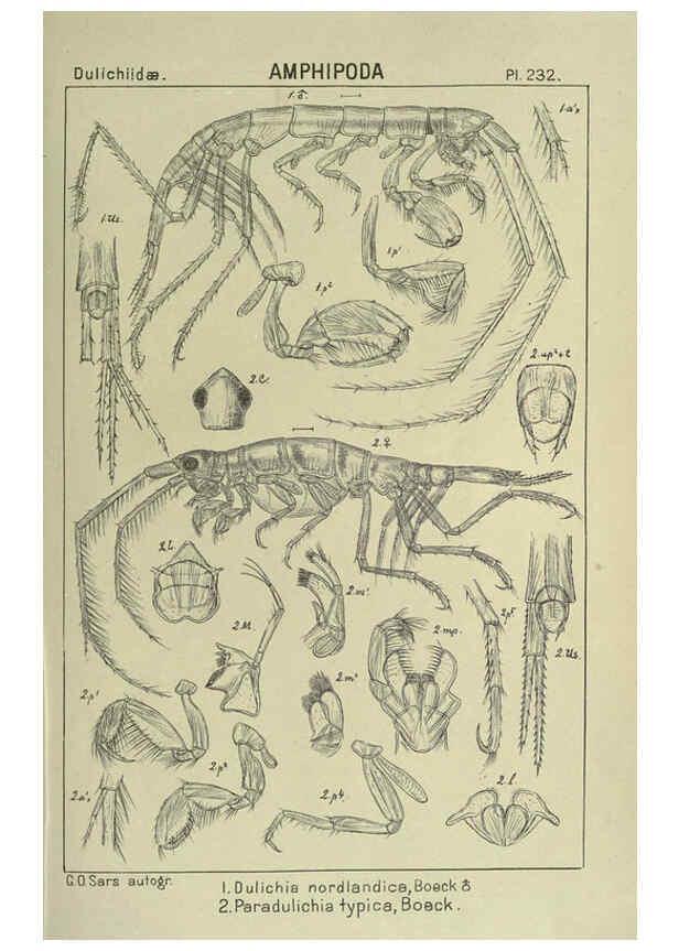 Reproducción/Reproduction 6195490458: An account of the Crustacea of Norway. v.1 Amphipoda (plates) Christiania,A. Cammermeyer,1895-1928