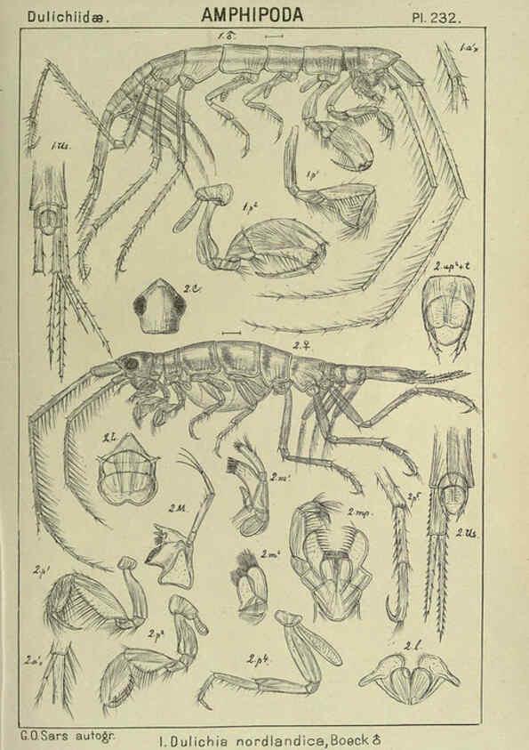 Reproducción/Reproduction 6195490458: An account of the Crustacea of Norway. v.1 Amphipoda (plates) Christiania,A. Cammermeyer,1895-1928