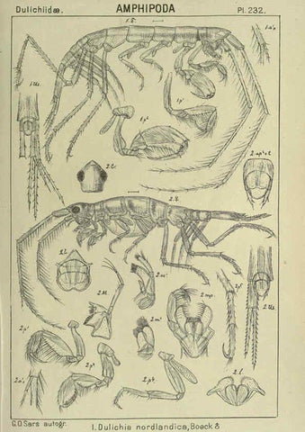 Reproducción/Reproduction 6195490458: An account of the Crustacea of Norway. v.1 Amphipoda (plates) Christiania,A. Cammermeyer,1895-1928