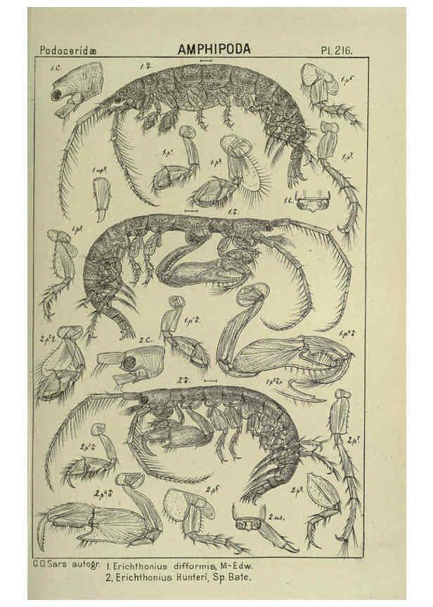Reproducción/Reproduction 6194969465: An account of the Crustacea of Norway. v.1 Amphipoda (plates) Christiania,A. Cammermeyer,1895-1928