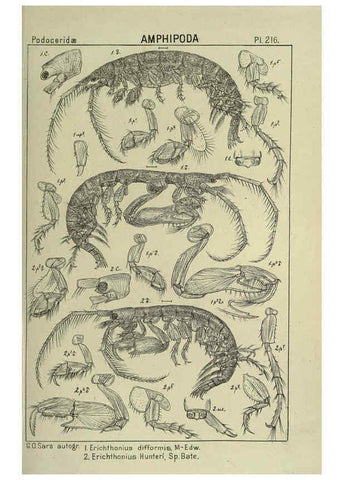 Reproducción/Reproduction 6194969465: An account of the Crustacea of Norway. v.1 Amphipoda (plates) Christiania,A. Cammermeyer,1895-1928