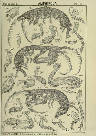 Reproducción/Reproduction 6194969465: An account of the Crustacea of Norway. v.1 Amphipoda (plates) Christiania,A. Cammermeyer,1895-1928