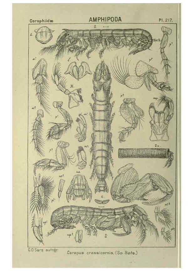 Reproducción/Reproduction 6195486562: An account of the Crustacea of Norway. v.1 Amphipoda (plates) Christiania,A. Cammermeyer,1895-1928