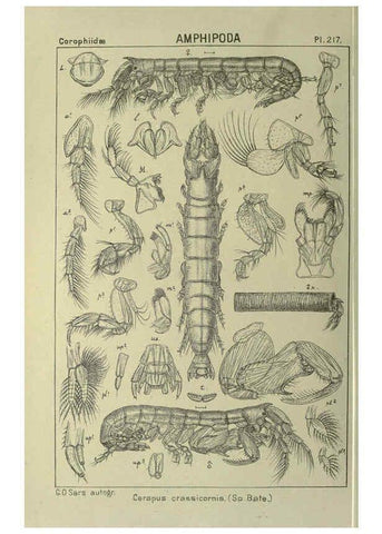 Reproducción/Reproduction 6195486562: An account of the Crustacea of Norway. v.1 Amphipoda (plates) Christiania,A. Cammermeyer,1895-1928
