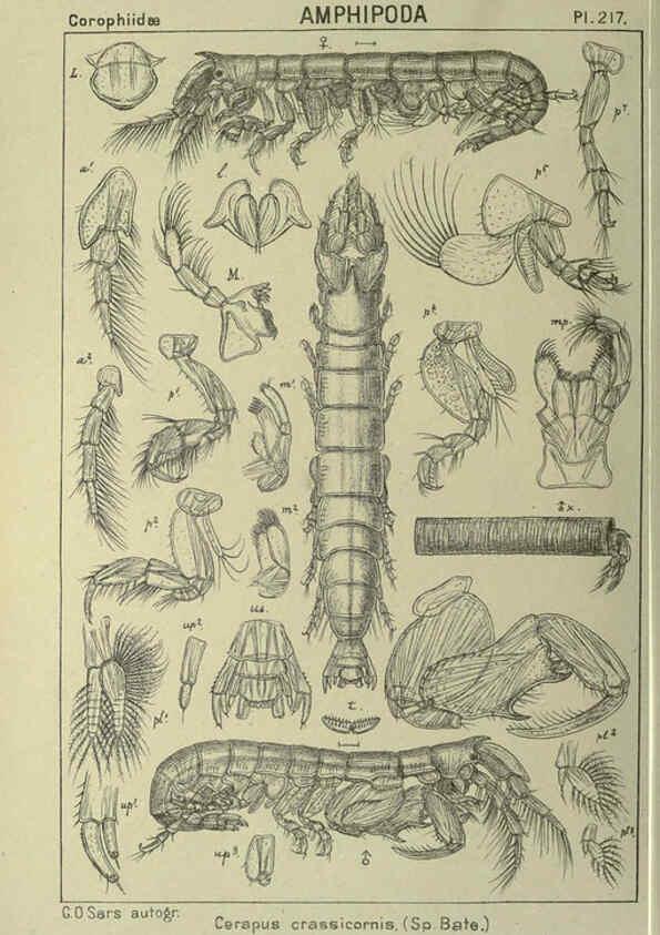 Reproducción/Reproduction 6195486562: An account of the Crustacea of Norway. v.1 Amphipoda (plates) Christiania,A. Cammermeyer,1895-1928