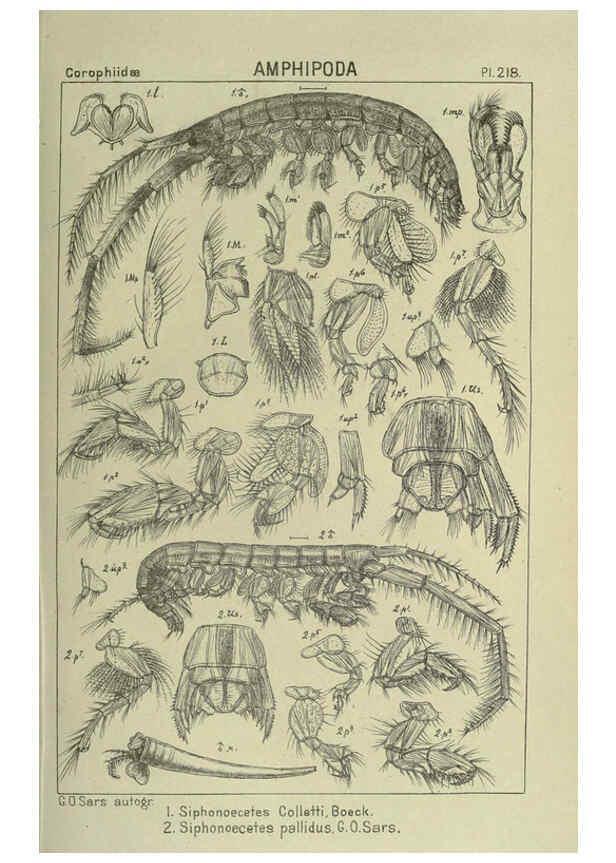 Reproducción/Reproduction 6195486722: An account of the Crustacea of Norway. v.1 Amphipoda (plates) Christiania,A. Cammermeyer,1895-1928