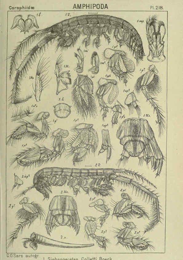 Reproducción/Reproduction 6195486722: An account of the Crustacea of Norway. v.1 Amphipoda (plates) Christiania,A. Cammermeyer,1895-1928