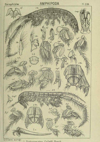 Reproducción/Reproduction 6195486722: An account of the Crustacea of Norway. v.1 Amphipoda (plates) Christiania,A. Cammermeyer,1895-1928