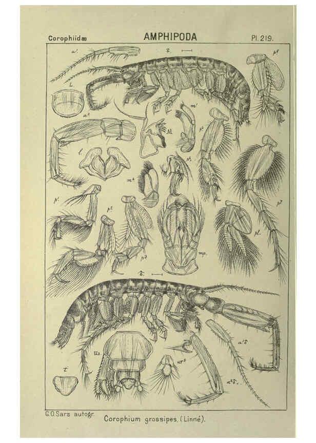Reproducción/Reproduction 6195486936: An account of the Crustacea of Norway. v.1 Amphipoda (plates) Christiania,A. Cammermeyer,1895-1928