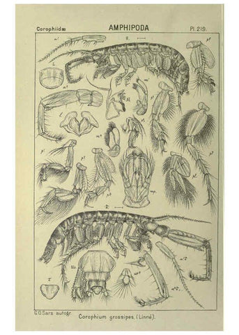 Reproducción/Reproduction 6195486936: An account of the Crustacea of Norway. v.1 Amphipoda (plates) Christiania,A. Cammermeyer,1895-1928