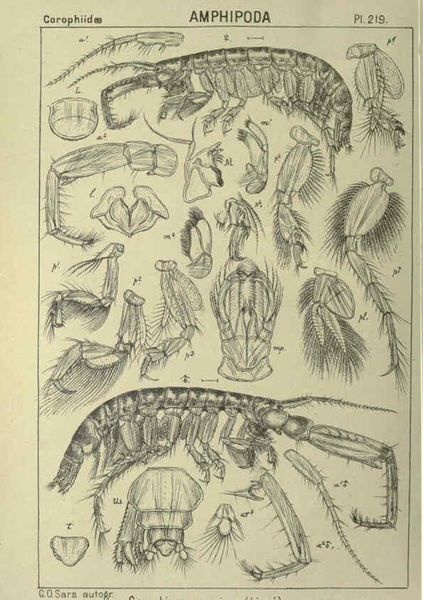 Reproducción/Reproduction 6195486936: An account of the Crustacea of Norway. v.1 Amphipoda (plates) Christiania,A. Cammermeyer,1895-1928