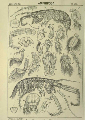 Reproducción/Reproduction 6195486936: An account of the Crustacea of Norway. v.1 Amphipoda (plates) Christiania,A. Cammermeyer,1895-1928