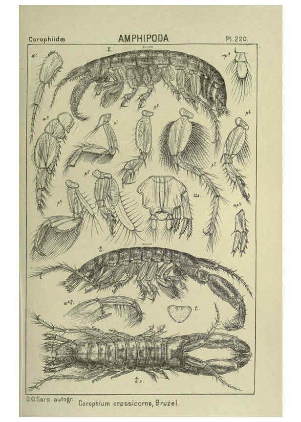 Reproducción/Reproduction 6195487250: An account of the Crustacea of Norway. v.1 Amphipoda (plates) Christiania,A. Cammermeyer,1895-1928