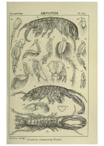 Reproducción/Reproduction 6195487250: An account of the Crustacea of Norway. v.1 Amphipoda (plates) Christiania,A. Cammermeyer,1895-1928