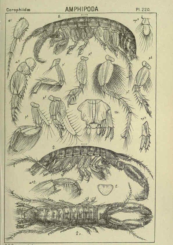 Reproducción/Reproduction 6195487250: An account of the Crustacea of Norway. v.1 Amphipoda (plates) Christiania,A. Cammermeyer,1895-1928