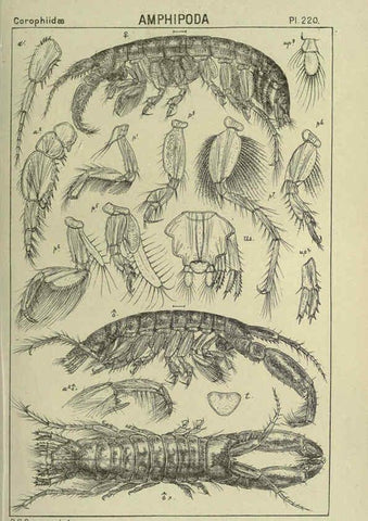 Reproducción/Reproduction 6195487250: An account of the Crustacea of Norway. v.1 Amphipoda (plates) Christiania,A. Cammermeyer,1895-1928