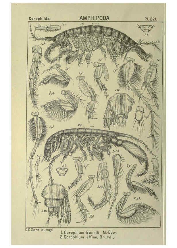 Reproducción/Reproduction 6195487458: An account of the Crustacea of Norway. v.1 Amphipoda (plates) Christiania,A. Cammermeyer,1895-1928