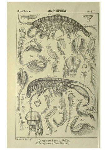 Reproducción/Reproduction 6195487458: An account of the Crustacea of Norway. v.1 Amphipoda (plates) Christiania,A. Cammermeyer,1895-1928
