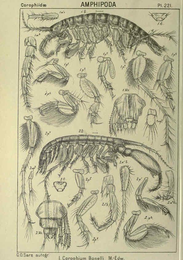 Reproducción/Reproduction 6195487458: An account of the Crustacea of Norway. v.1 Amphipoda (plates) Christiania,A. Cammermeyer,1895-1928