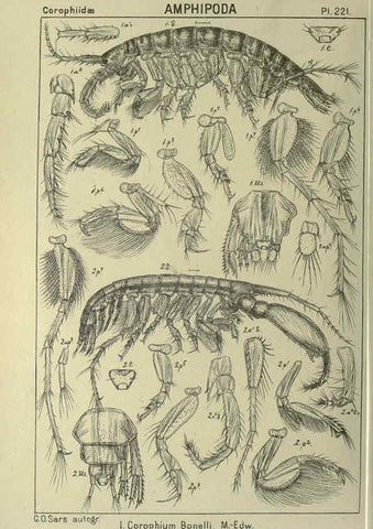 Reproducción/Reproduction 6195487458: An account of the Crustacea of Norway. v.1 Amphipoda (plates) Christiania,A. Cammermeyer,1895-1928