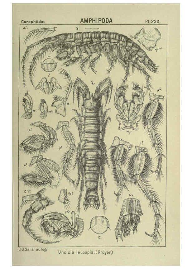 Reproducción/Reproduction 6194970951: An account of the Crustacea of Norway. v.1 Amphipoda (plates) Christiania,A. Cammermeyer,1895-1928