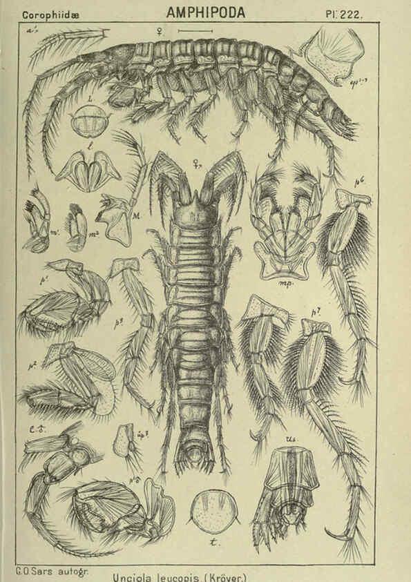 Reproducción/Reproduction 6194970951: An account of the Crustacea of Norway. v.1 Amphipoda (plates) Christiania,A. Cammermeyer,1895-1928