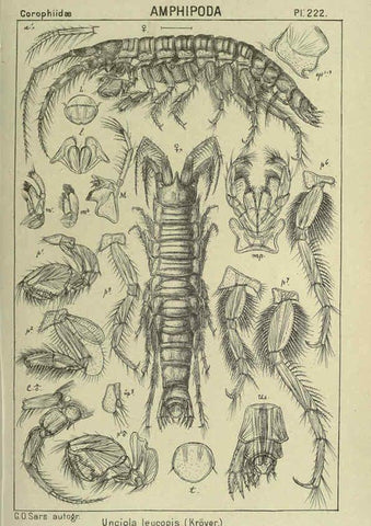 Reproducción/Reproduction 6194970951: An account of the Crustacea of Norway. v.1 Amphipoda (plates) Christiania,A. Cammermeyer,1895-1928