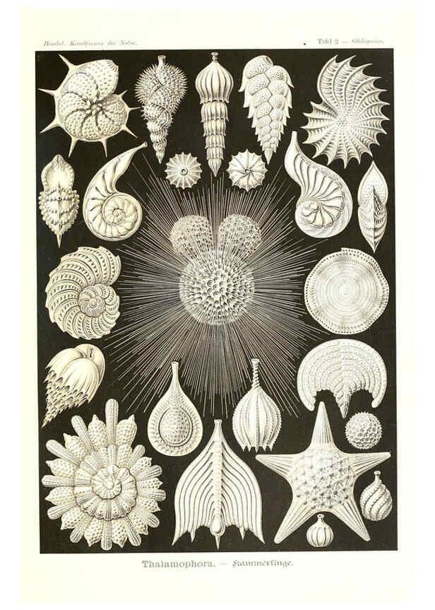 Reproducción/Reproduction 6197833068: Kunstformen der Natur Leipzig und Wien :Verlag des Bibliographischen Instituts,1904