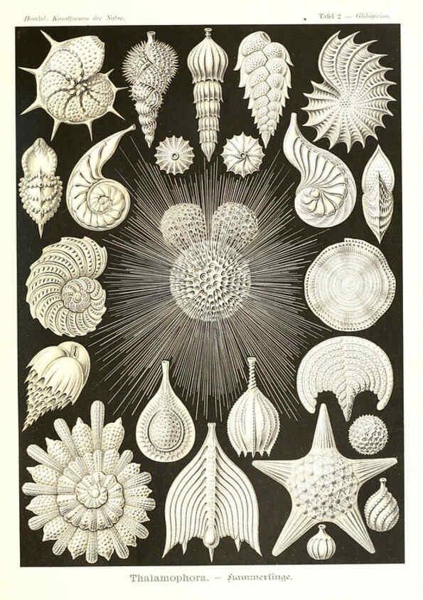 Reproducción/Reproduction 6197833068: Kunstformen der Natur Leipzig und Wien :Verlag des Bibliographischen Instituts,1904