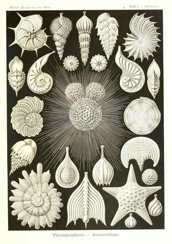 Reproducción/Reproduction 6197833068: Kunstformen der Natur Leipzig und Wien :Verlag des Bibliographischen Instituts,1904