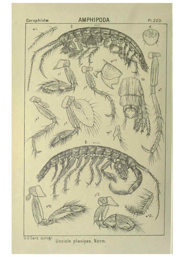 Reproducción/Reproduction 6195488112: An account of the Crustacea of Norway. v.1 Amphipoda (plates) Christiania,A. Cammermeyer,1895-1928