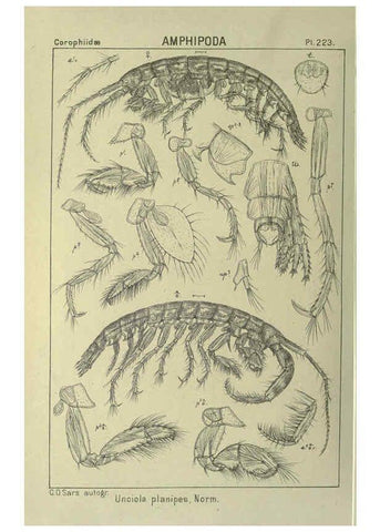 Reproducción/Reproduction 6195488112: An account of the Crustacea of Norway. v.1 Amphipoda (plates) Christiania,A. Cammermeyer,1895-1928