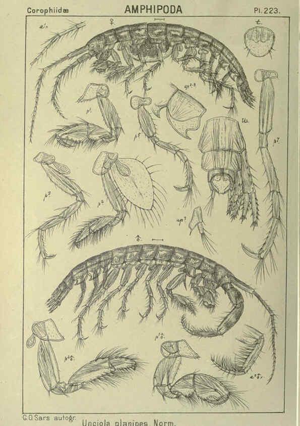 Reproducción/Reproduction 6195488112: An account of the Crustacea of Norway. v.1 Amphipoda (plates) Christiania,A. Cammermeyer,1895-1928