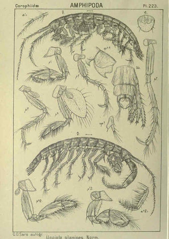 Reproducción/Reproduction 6195488112: An account of the Crustacea of Norway. v.1 Amphipoda (plates) Christiania,A. Cammermeyer,1895-1928