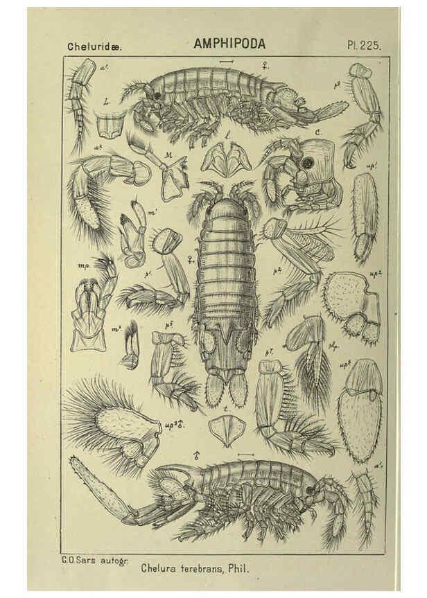 Reproducción/Reproduction 6194971875: An account of the Crustacea of Norway. v.1 Amphipoda (plates) Christiania,A. Cammermeyer,1895-1928