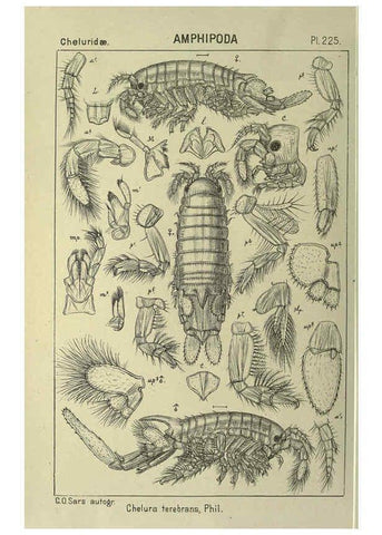 Reproducción/Reproduction 6194971875: An account of the Crustacea of Norway. v.1 Amphipoda (plates) Christiania,A. Cammermeyer,1895-1928