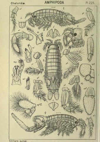 Reproducción/Reproduction 6194971875: An account of the Crustacea of Norway. v.1 Amphipoda (plates) Christiania,A. Cammermeyer,1895-1928
