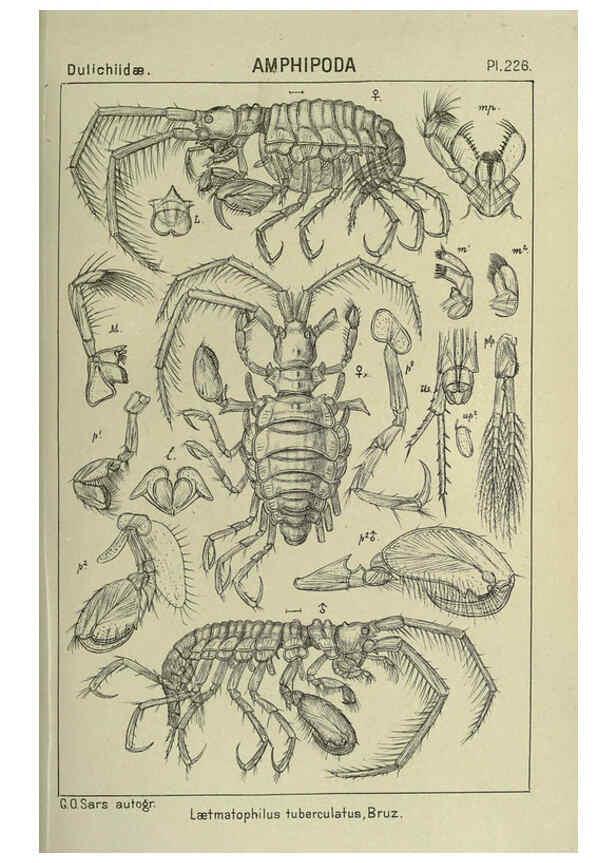 Reproducción/Reproduction 6194972083: An account of the Crustacea of Norway. v.1 Amphipoda (plates) Christiania,A. Cammermeyer,1895-1928