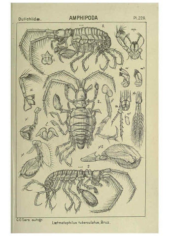 Reproducción/Reproduction 6194972083: An account of the Crustacea of Norway. v.1 Amphipoda (plates) Christiania,A. Cammermeyer,1895-1928