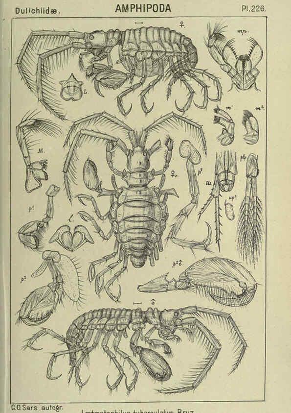 Reproducción/Reproduction 6194972083: An account of the Crustacea of Norway. v.1 Amphipoda (plates) Christiania,A. Cammermeyer,1895-1928