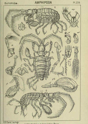 Reproducción/Reproduction 6194972083: An account of the Crustacea of Norway. v.1 Amphipoda (plates) Christiania,A. Cammermeyer,1895-1928