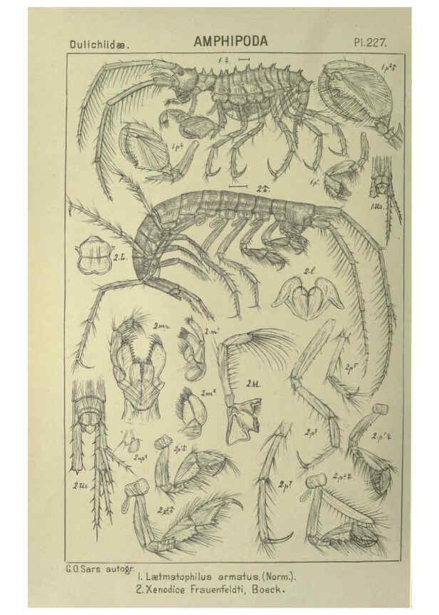 Reproducción/Reproduction 6194972289: An account of the Crustacea of Norway. v.1 Amphipoda (plates) Christiania,A. Cammermeyer,1895-1928