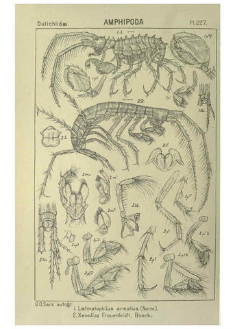 Reproducción/Reproduction 6194972289: An account of the Crustacea of Norway. v.1 Amphipoda (plates) Christiania,A. Cammermeyer,1895-1928