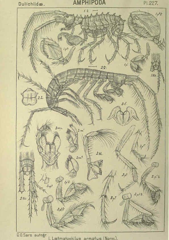 Reproducción/Reproduction 6194972289: An account of the Crustacea of Norway. v.1 Amphipoda (plates) Christiania,A. Cammermeyer,1895-1928