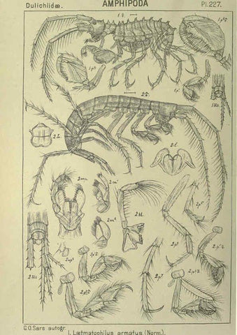 Reproducción/Reproduction 6194972289: An account of the Crustacea of Norway. v.1 Amphipoda (plates) Christiania,A. Cammermeyer,1895-1928