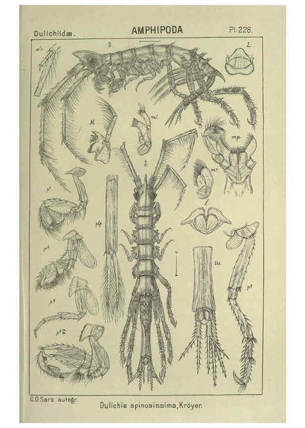 Reproducción/Reproduction 6194972593: An account of the Crustacea of Norway. v.1 Amphipoda (plates) Christiania,A. Cammermeyer,1895-1928